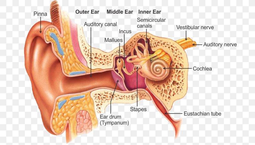 Outer Ear Otorhinolaryngology Anatomy Throat, PNG, 702x467px, Watercolor, Cartoon, Flower, Frame, Heart Download Free