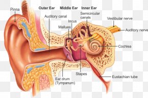 Ear - Outer Ear Otorhinolaryngology Anatomy Throat PNG