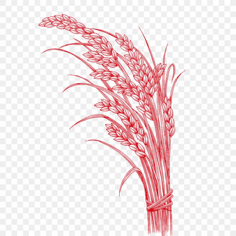Rice Oryza Sativa, PNG, 2362x2362px, Rice, Aromatic Rice, Cereal, Feather, Five Grains Download Free