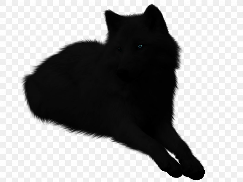 Schipperke Whiskers Puppy Arctic Wolf Snout, PNG, 2272x1704px, Schipperke, Animal, Arctic Wolf, Black, Black And White Download Free