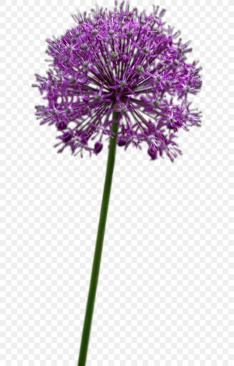 Allium Hollandicum Chives Allium Fistulosum Allium Altissimum Plant, PNG, 600x1281px, Allium Hollandicum, Allium, Allium Altissimum, Allium Fistulosum, Amaryllidaceae Download Free