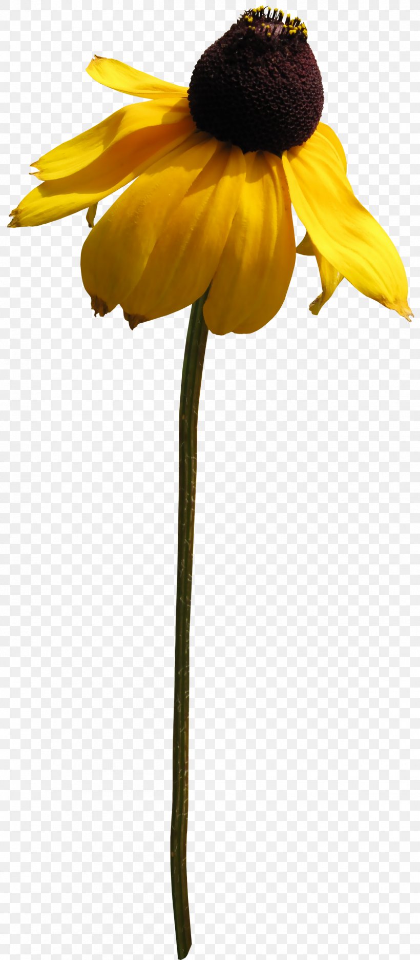 Chrysanthemum Indicum Euclidean Vector Flower, PNG, 1314x2999px, Chrysanthemum Indicum, Chrysanthemum, Daisy Family, Element, Flora Download Free