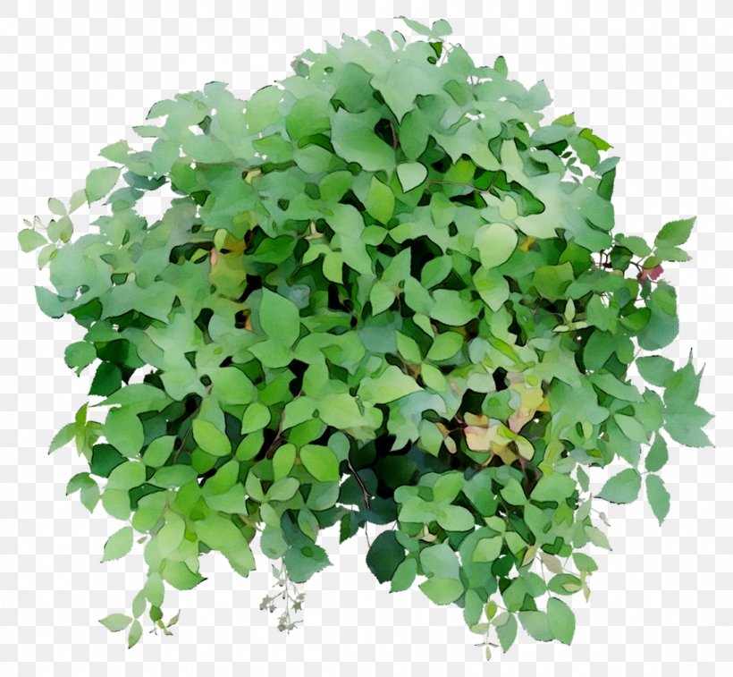 Leaf Herb Groundcover, PNG, 1097x1013px, Leaf, Annual Plant, Flower, Flowering Plant, Grass Download Free