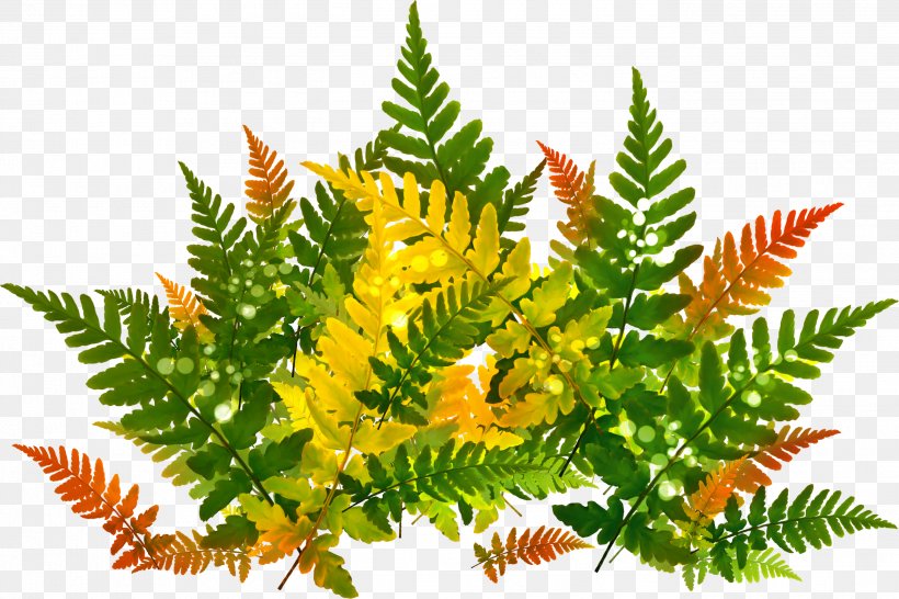 Leaf, PNG, 2746x1830px, Leaf, Fern, Ferns And Horsetails, Organism, Plant Download Free