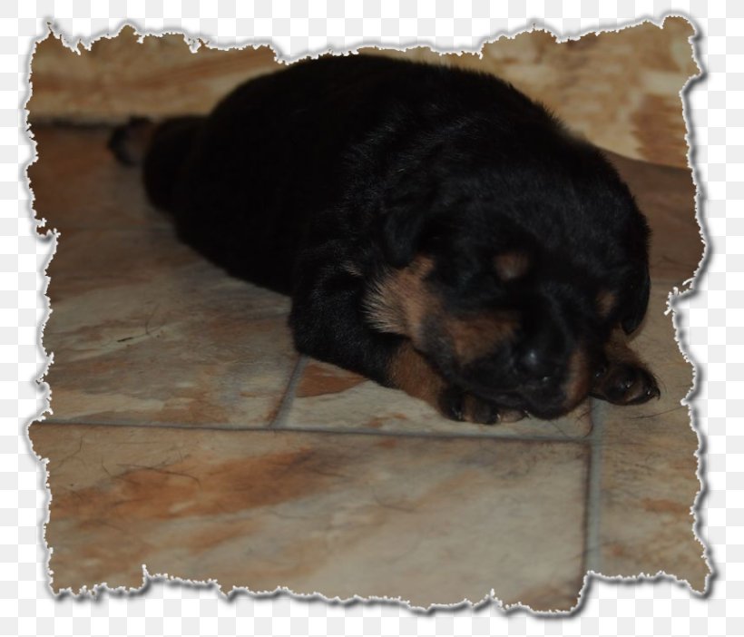 Rottweiler Puppy Dog Breed Breed Group (dog) Snout, PNG, 800x702px, Rottweiler, Breed, Breed Group Dog, Carnivoran, Crossbreed Download Free