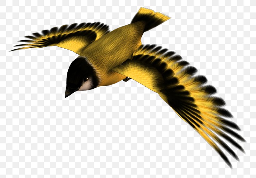 Bird Flight, PNG, 800x571px, Bird, Beak, Bird Of Prey, Drawing, Duck Download Free