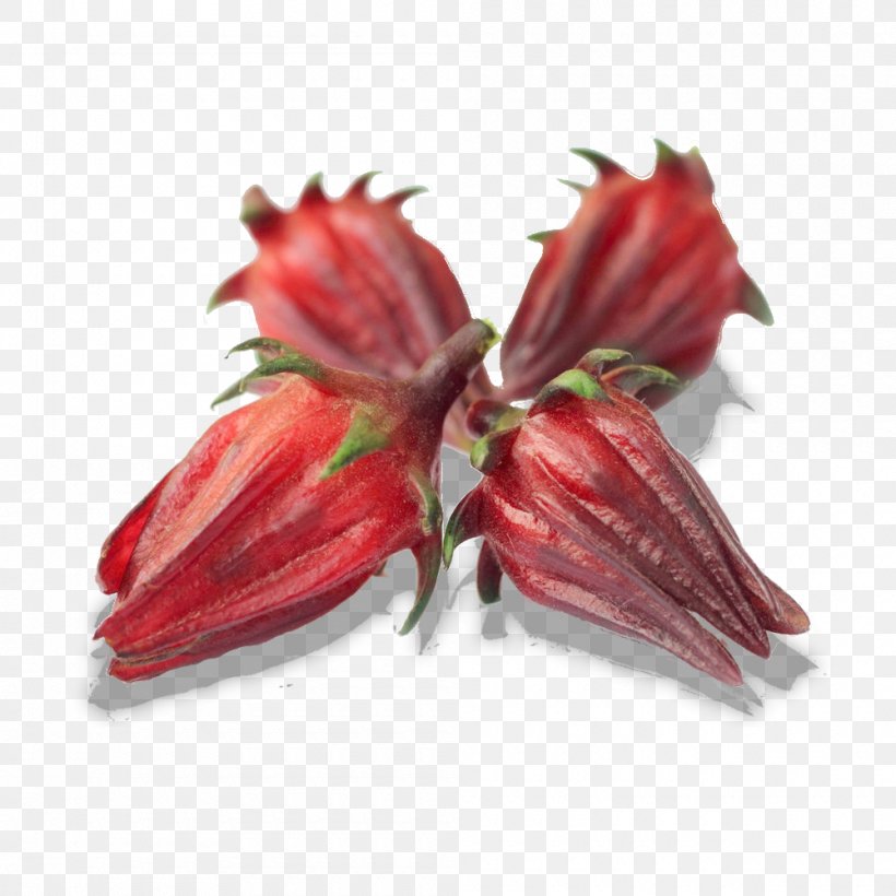 Flower Red Plant Hibiscus Amaryllis Belladonna, PNG, 1000x1000px, Flower, Amaryllis Belladonna, Hibiscus, Hippeastrum, Petal Download Free