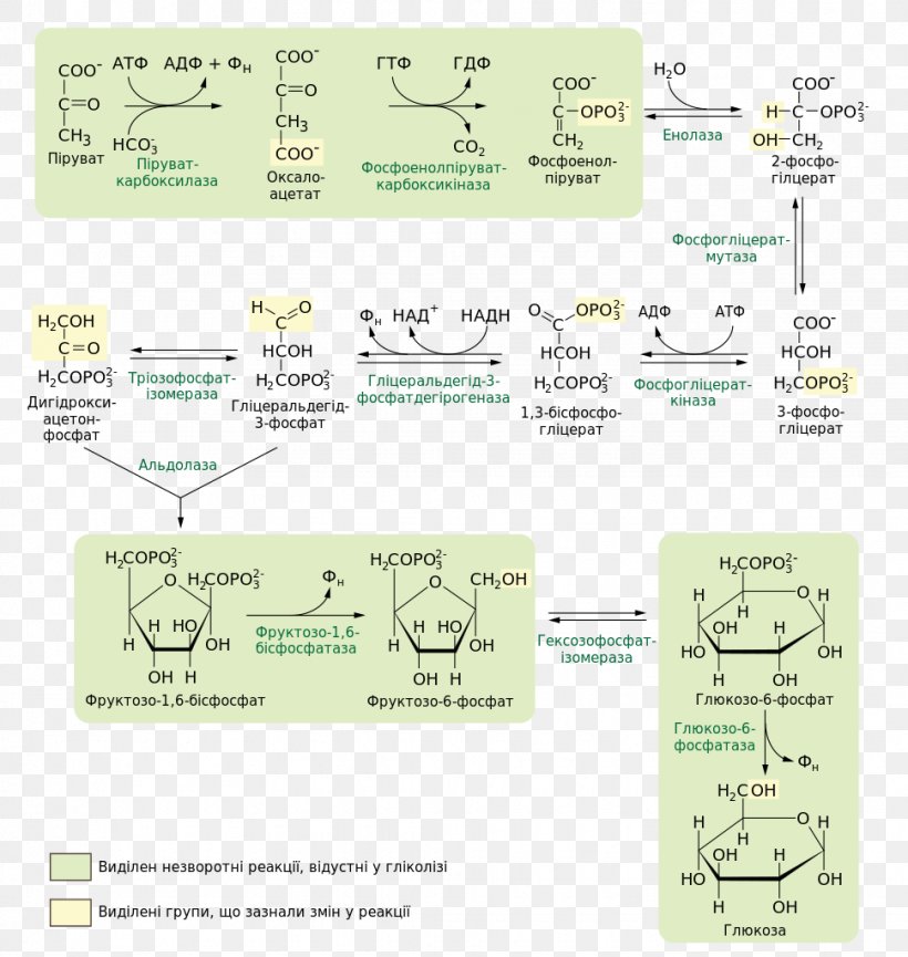 Gluconeogenesis Carbohydrate Metabolism Cori Cycle Pyruvic Acid, PNG, 970x1024px, Gluconeogenesis, Anabolism, Area, Carbohydrate Metabolism, Chemical Reaction Download Free