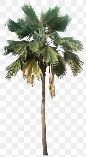 Transparent Palm Tree Great Looking Desert Plants Image - Washingtonia Robusta Washingtonia Filifera Pritchardia Pacifica Arecaceae PNG