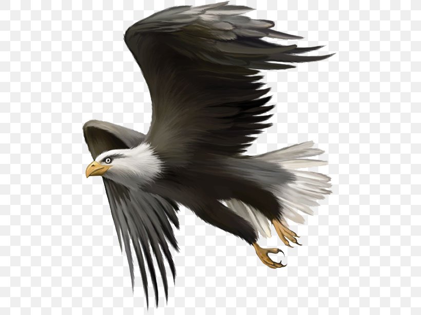 Bald Eagle Bird Golden Eagle Clip Art, PNG, 500x615px, Bald Eagle, Accipitriformes, Beak, Bird, Bird Of Prey Download Free
