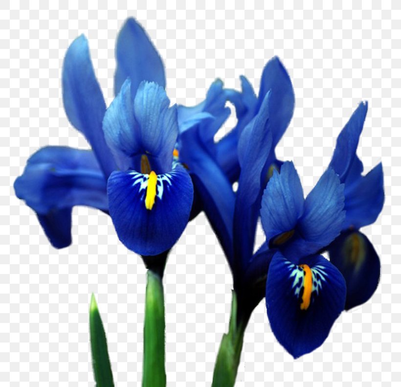 Orris Root Irises Flower Blue, PNG, 800x791px, Orris Root, Blue, Color, Flower, Flowering Plant Download Free