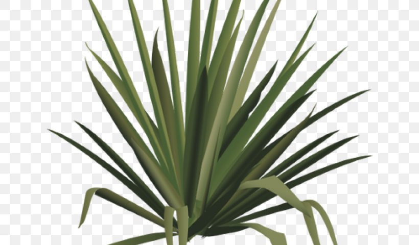 Palm Tree Drawing, PNG, 640x480px, Shrub, Adams Needle, Agave, Agave Azul, Arecales Download Free