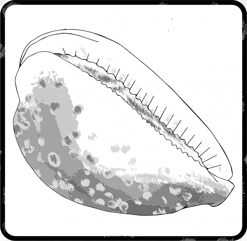 Seashell Invertebrate Sea Snail Gastropod Shell, PNG, 1917x1874px, 2018, Seashell, Black And White, Cowry, Drawing Download Free