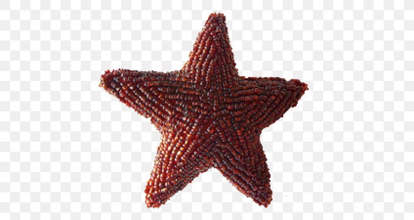 Starfish Christmas Poinsettia, PNG, 580x435px, Starfish, Christmas, Echinoderm, Invertebrate, Marine Invertebrates Download Free