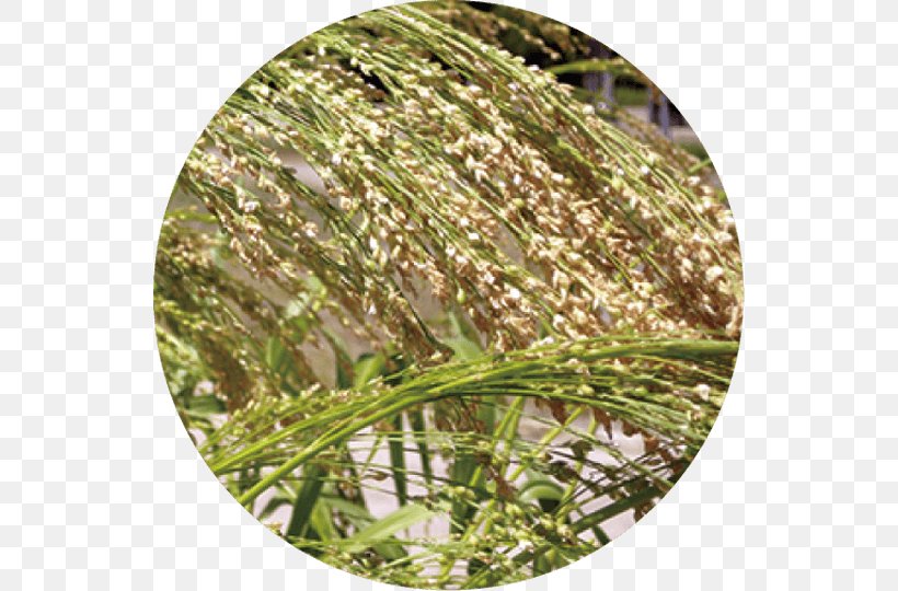 Sweet Grass Commodity Grasses, PNG, 540x540px, Sweet Grass, Commodity, Grass, Grass Family, Grasses Download Free