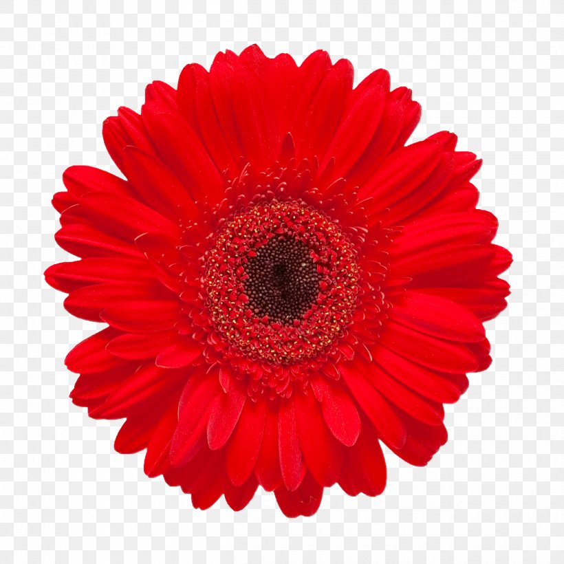Gerbera Jamesonii Red Flower Stock Photography Daisy Family, PNG, 2500x2500px, Gerbera Jamesonii, Chrysanths, Color, Common Daisy, Cut Flowers Download Free