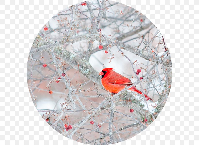 Christmas Ornament Branching, PNG, 600x600px, Christmas Ornament, Bird, Branch, Branching, Cardinal Download Free