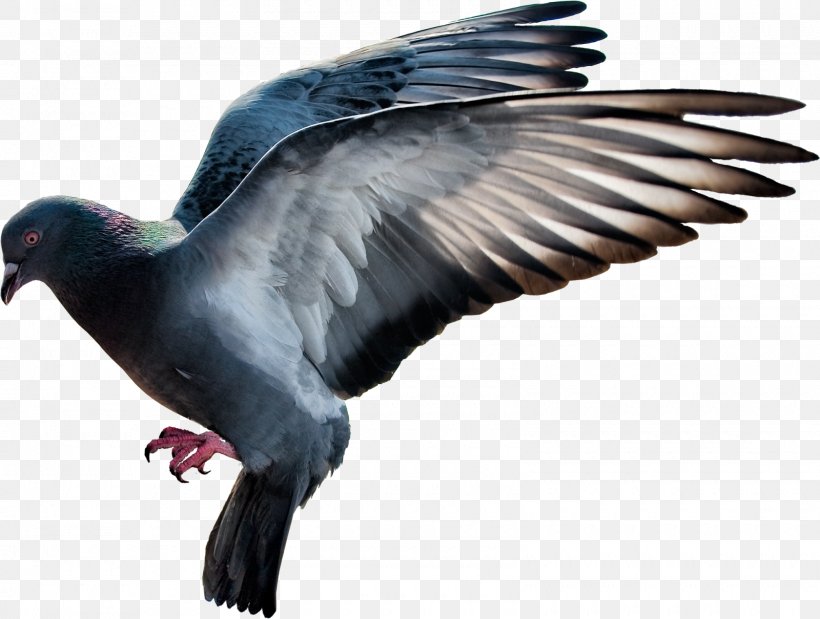 Domestic Pigeon Columbidae Bird Display Resolution, PNG, 1600x1209px, Domestic Pigeon, Beak, Bird, Bird Of Prey, Clipping Path Download Free