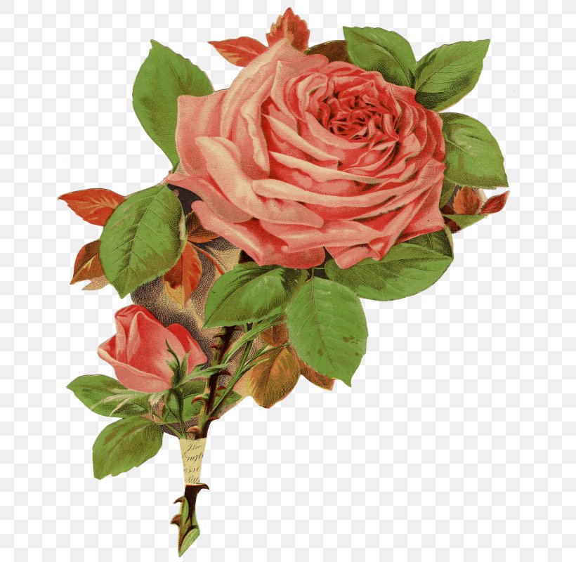 Garden Roses Cabbage Rose Floribunda Cut Flowers, PNG, 683x800px, Garden Roses, Business, Cabbage Rose, Culture, Cut Flowers Download Free