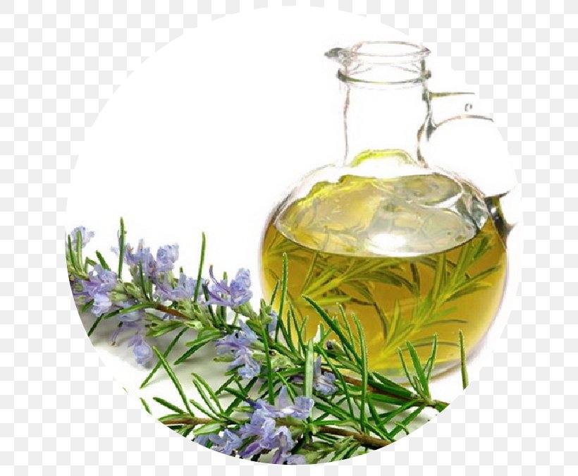 Rosemary Oil Essential Oil Olive Oil, PNG, 679x675px, Rosemary, Apricot Oil, Camphor, Castor Oil, Cooking Oil Download Free