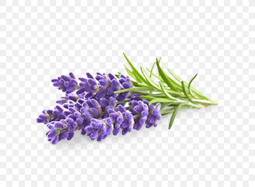 English Lavender Flower Lavender Oil Stock Photography, PNG, 600x600px, English Lavender, Essential Oil, Flower, Lavender, Lavender Oil Download Free