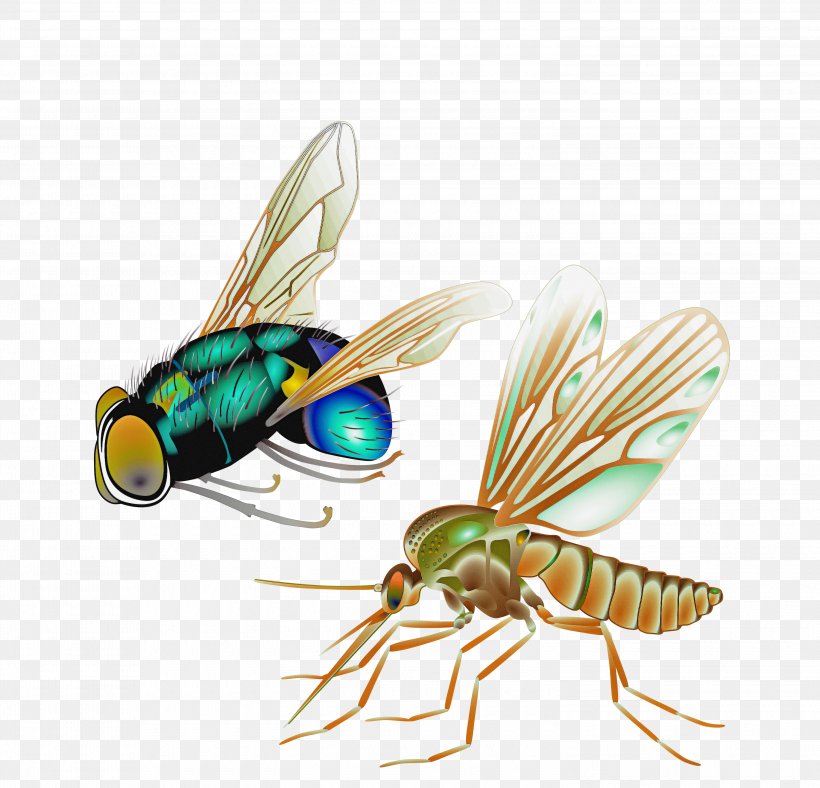 Insect Pest Fly House Fly Membrane-winged Insect, PNG, 3000x2884px, Insect, Blowflies, Fly, House Fly, Membranewinged Insect Download Free