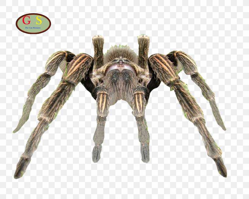 Lycosa Tarantula Spider Brazilian Whiteknee Tarantula Arthropod, PNG, 1000x800px, Tarantula, Angulate Orbweavers, Animal, Arachnid, Arthropod Download Free