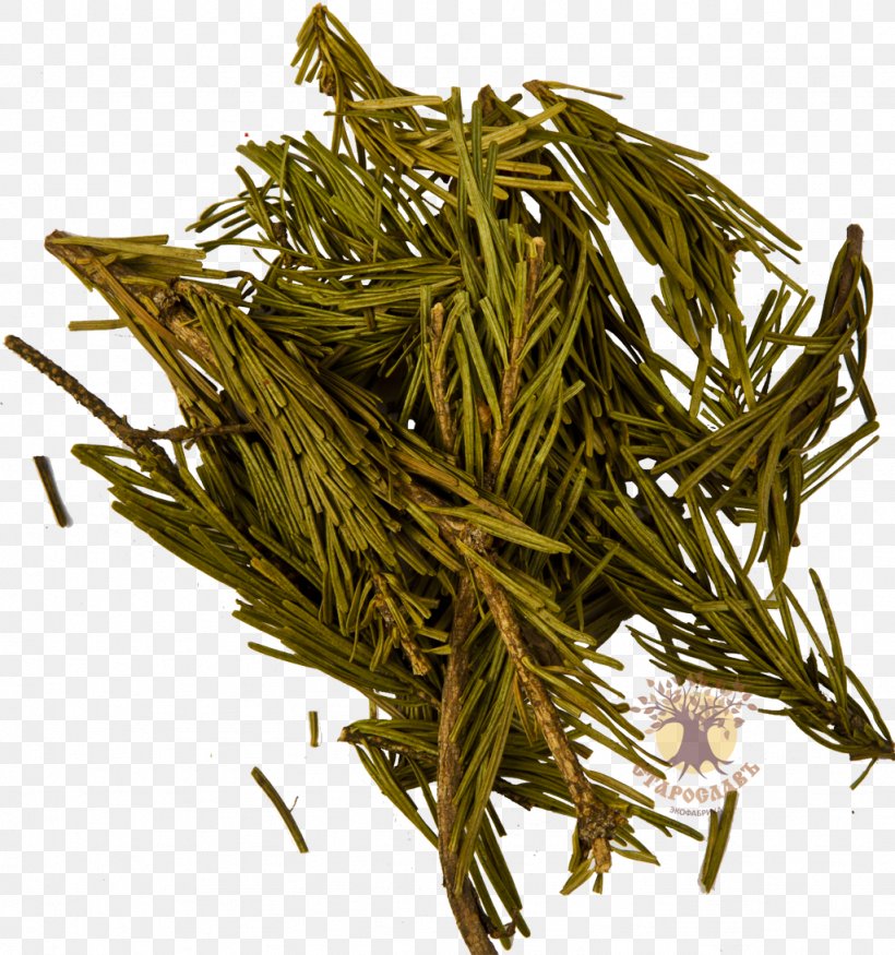 Needle Nilgiri Tea Spruce Dianhong, PNG, 1024x1093px, Needle, Assam Tea, Bai Mudan, Baihao Yinzhen, Bancha Download Free