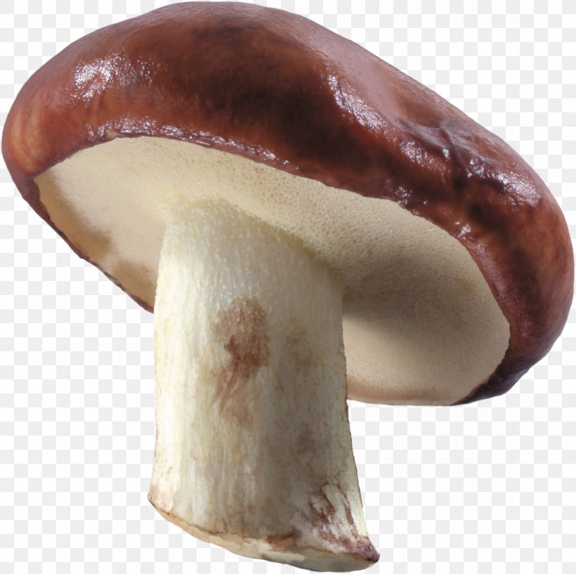 Common Mushroom Image Resolution, PNG, 2335x2329px, Mushroom, Agaricaceae, Agaricomycetes, Amanita Muscaria, Champignon Mushroom Download Free