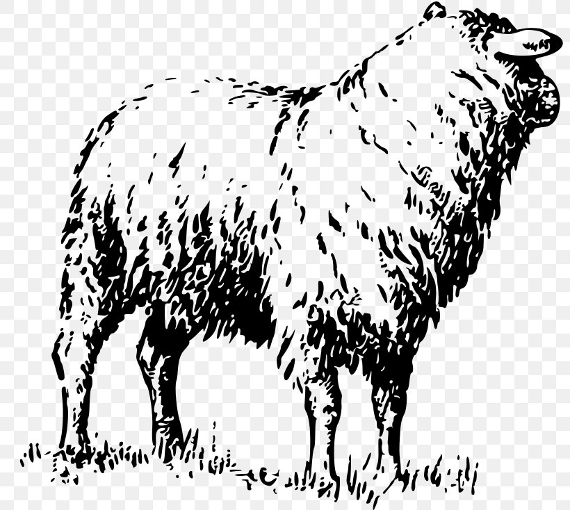 Dairy Cattle Badger Face Welsh Mountain Sheep Goat Merino, PNG, 800x734px, Dairy Cattle, Badger Face Welsh Mountain Sheep, Black And White, Bull, Caprinae Download Free