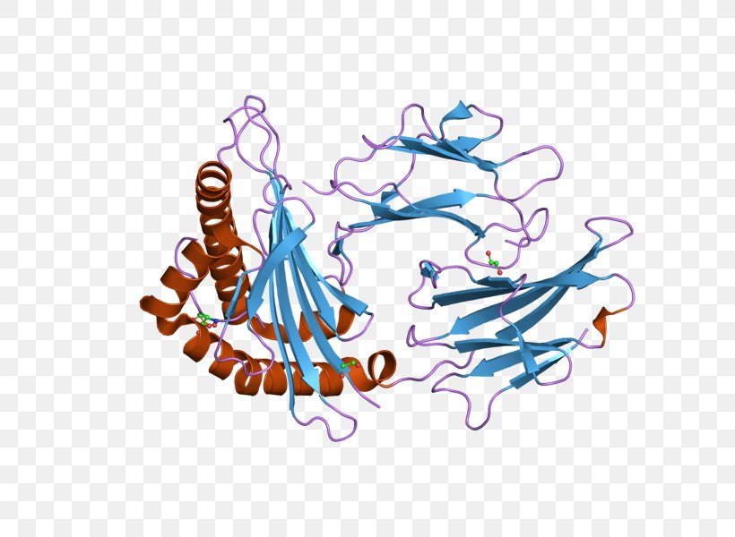 Human Leukocyte Antigen Beta-2 Microglobulin HLA-A MHC Class I Major Histocompatibility Complex, PNG, 800x600px, Human Leukocyte Antigen, Antigen, Art, Beta2 Microglobulin, Chromosome 6 Download Free