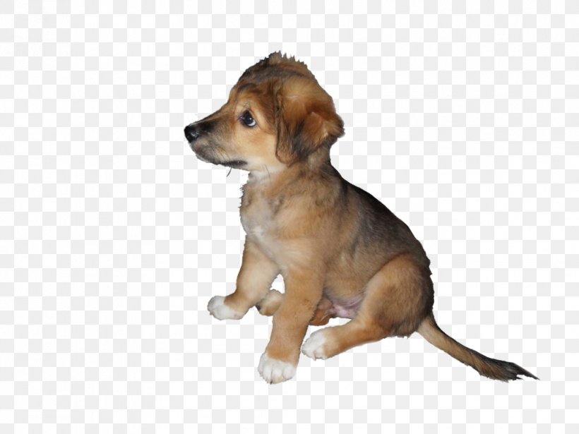 Dog Breed Puppy Companion Dog, PNG, 1032x774px, Dog Breed, Breed, Carnivoran, Companion Dog, Crossbreed Download Free