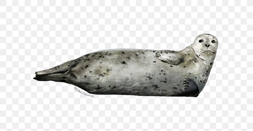 Harbor Seal Seals & Sea Lions: An Affectionate Portrait Earless Seal Grey Seal, PNG, 640x427px, Harbor Seal, Earless Seal, Fauna, Grey Seal, Harp Seal Download Free