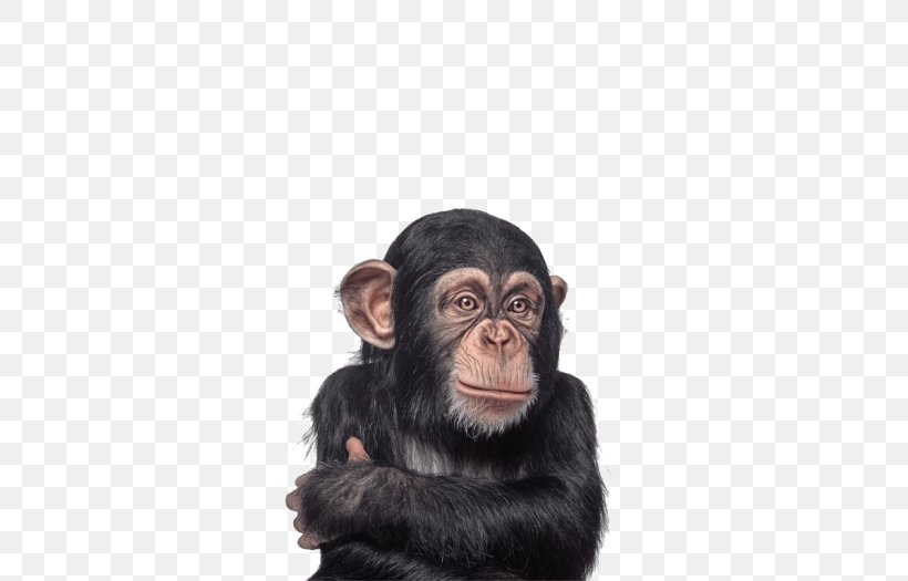 Baby Chimpanzee Gorilla Primate Monkey, PNG, 700x525px, Chimpanzee, Animal, Ape, Baby Chimpanzee, Common Chimpanzee Download Free