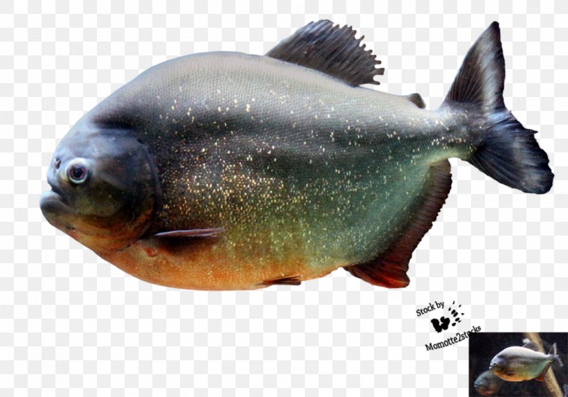 Red-bellied Piranha Fish Northern Pike, PNG, 1069x748px, Piranha, Animal, Animal Source Foods, Animation, Bony Fish Download Free