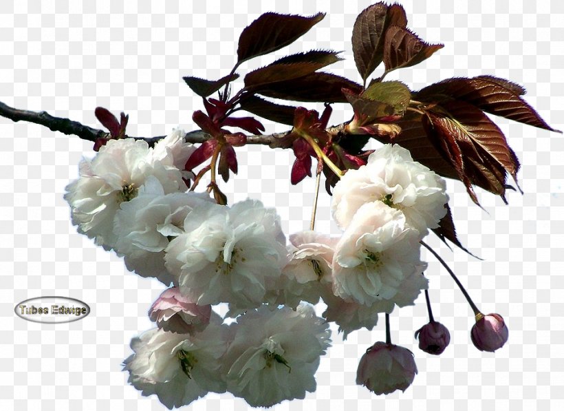ST.AU.150 MIN.V.UNC.NR AD Website Flower Cherry Blossom Web Hosting Service, PNG, 957x697px, Stau150 Minvuncnr Ad, Accommodation, Blossom, Branch, Cherry Download Free