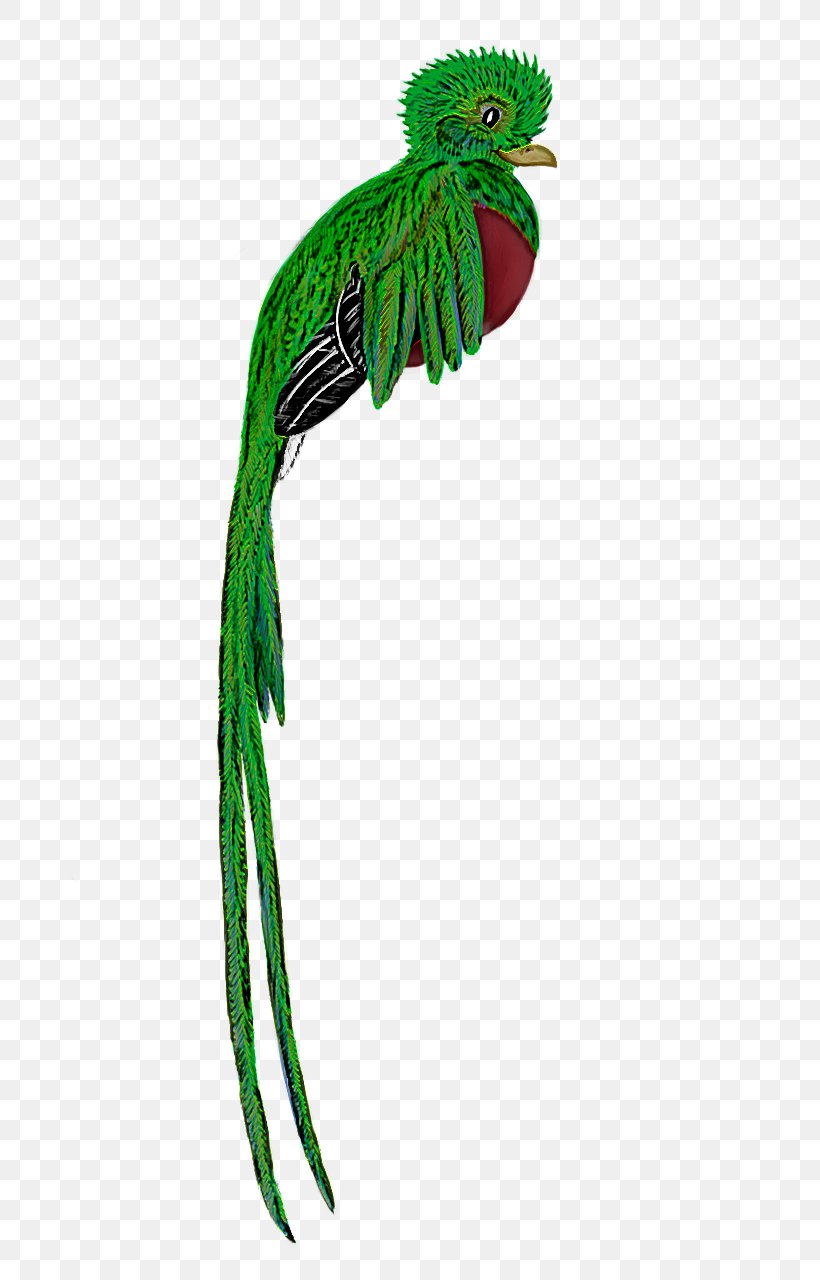 Green Quetzal Plant Parrot Bird, PNG, 787x1280px, Green, Beak, Bird, Costume Accessory, Macaw Download Free