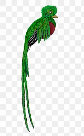 quetzal images quetzal transparent png free download quetzal images quetzal transparent png