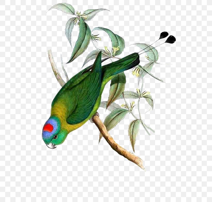 Parrot Bird Yellow-breasted Racket-tail Blue-headed Racket-tail White-booted Racket-tail, PNG, 563x779px, Watercolor, Cartoon, Flower, Frame, Heart Download Free