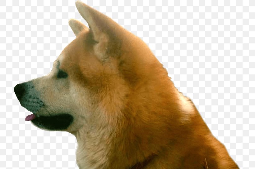 Shiba Inu Akita Finnish Spitz Korean Jindo Eurasier, PNG, 731x545px, Shiba Inu, Akita, Akita Inu, Carnivoran, Companion Dog Download Free