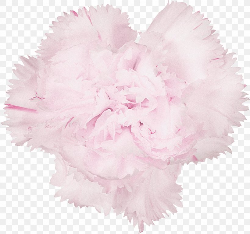 Carnation Cut Flowers Istanbul, PNG, 1063x998px, Carnation, Advertising, April, Cut Flowers, Flower Download Free