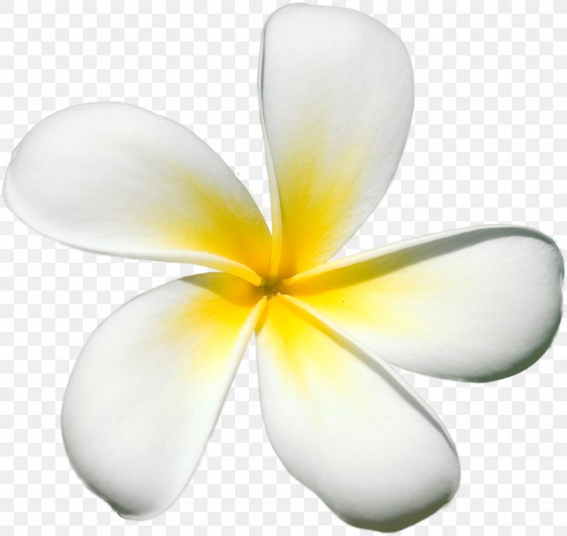 Frangipani Flower Petal Clip Art, PNG, 1027x971px, Frangipani, Color, Floral Design, Flower, Flowering Plant Download Free
