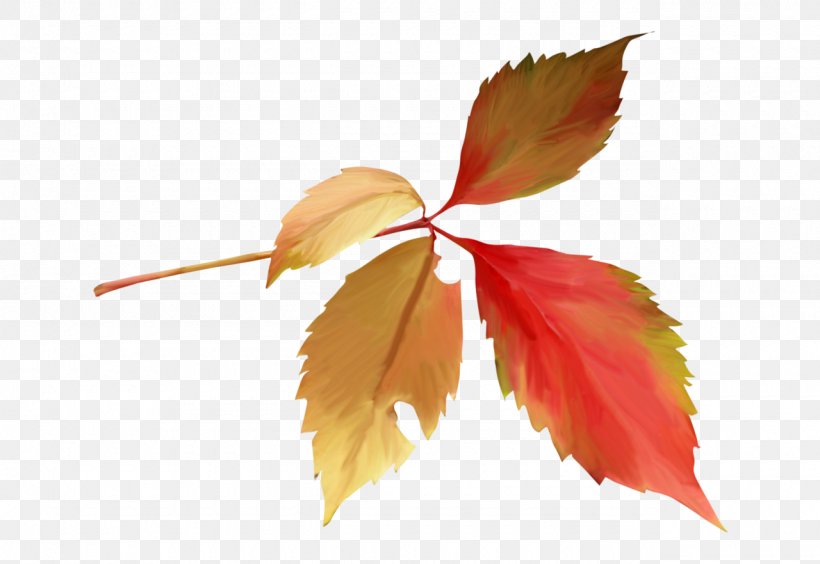 Maple Leaf Petal, PNG, 1280x881px, Maple Leaf, Leaf, Maple, Petal, Plant Download Free