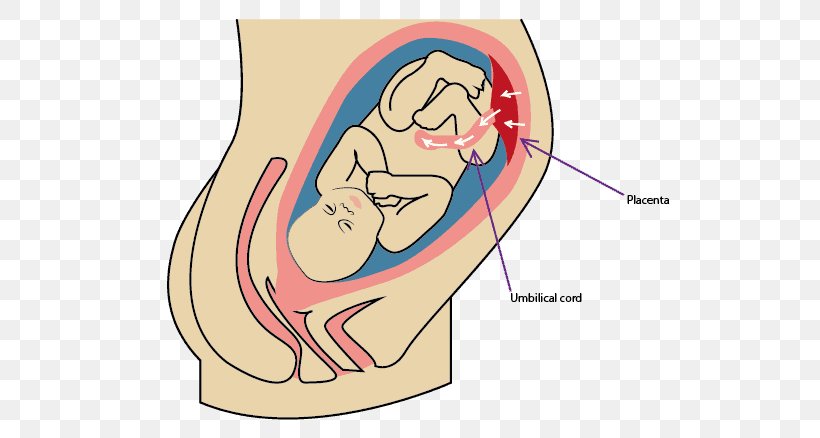 Umbilical Cord Placenta Infant Childbirth, PNG, 596x438px, Watercolor, Cartoon, Flower, Frame, Heart Download Free