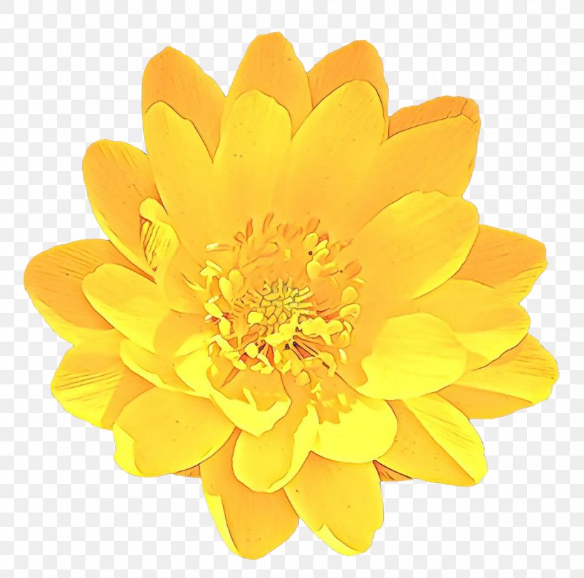 Flower Yellow Petal Plant Flowering Plant, PNG, 1583x1569px, Cartoon, Daisy Family, English Marigold, Flower, Flowering Plant Download Free