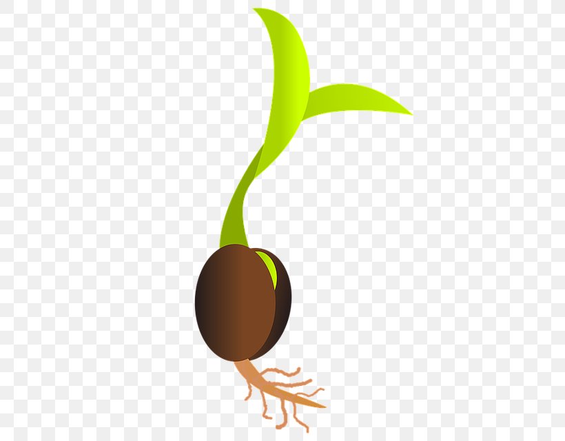 Germination Seed Sowing Sprouting Clip Art, PNG, 640x640px, Germination, Common Sunflower, Food, Fruit, Leaf Download Free