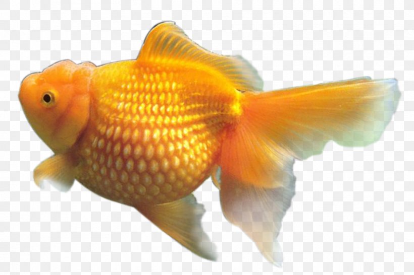 Goldfish Image Resolution, PNG, 1772x1181px, Goldfish, Aquarium, Bony Fish, Editing, Feeder Fish Download Free