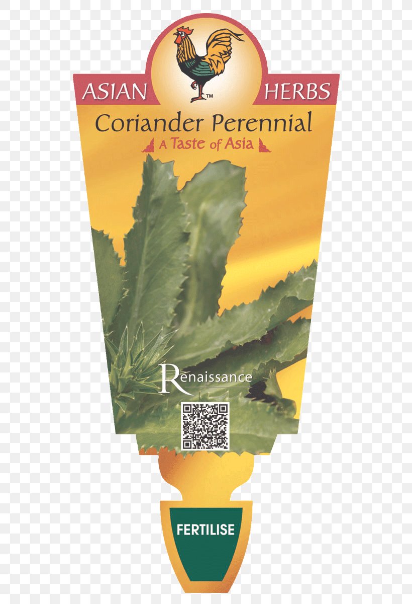 Herb Culantro Coriander Perennial Plant Renaissance, PNG, 580x1200px, Herb, Coriander, Culantro, Curry Tree, Eryngos Download Free