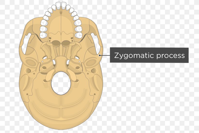 Pterygoid Hamulus Pterygoid Processes Of The Sphenoid Medial Pterygoid Muscle Lateral Pterygoid Muscle, PNG, 745x550px, Pterygoid Hamulus, Anatomy, Human Anatomy, Lateral Pterygoid Muscle, Material Download Free