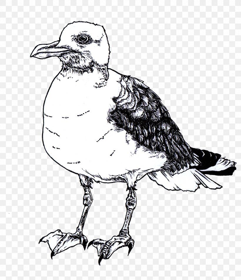 Water Bird Shorebirds Drawing, PNG, 1378x1600px, Bird, Anatidae, Animal, Art, Artwork Download Free